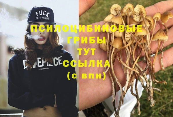 ПСИЛОЦИБИНОВЫЕ ГРИБЫ Осинники